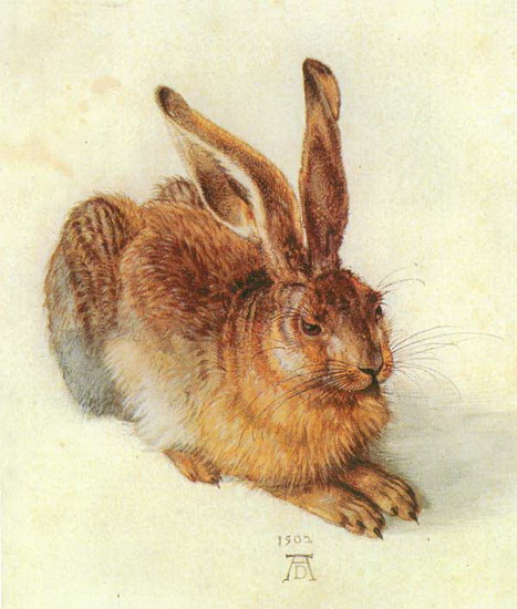 Дюрер (Durer) Альбрехт : Молодой заяц