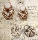Да Винчи Леонардо: Утробный плод
